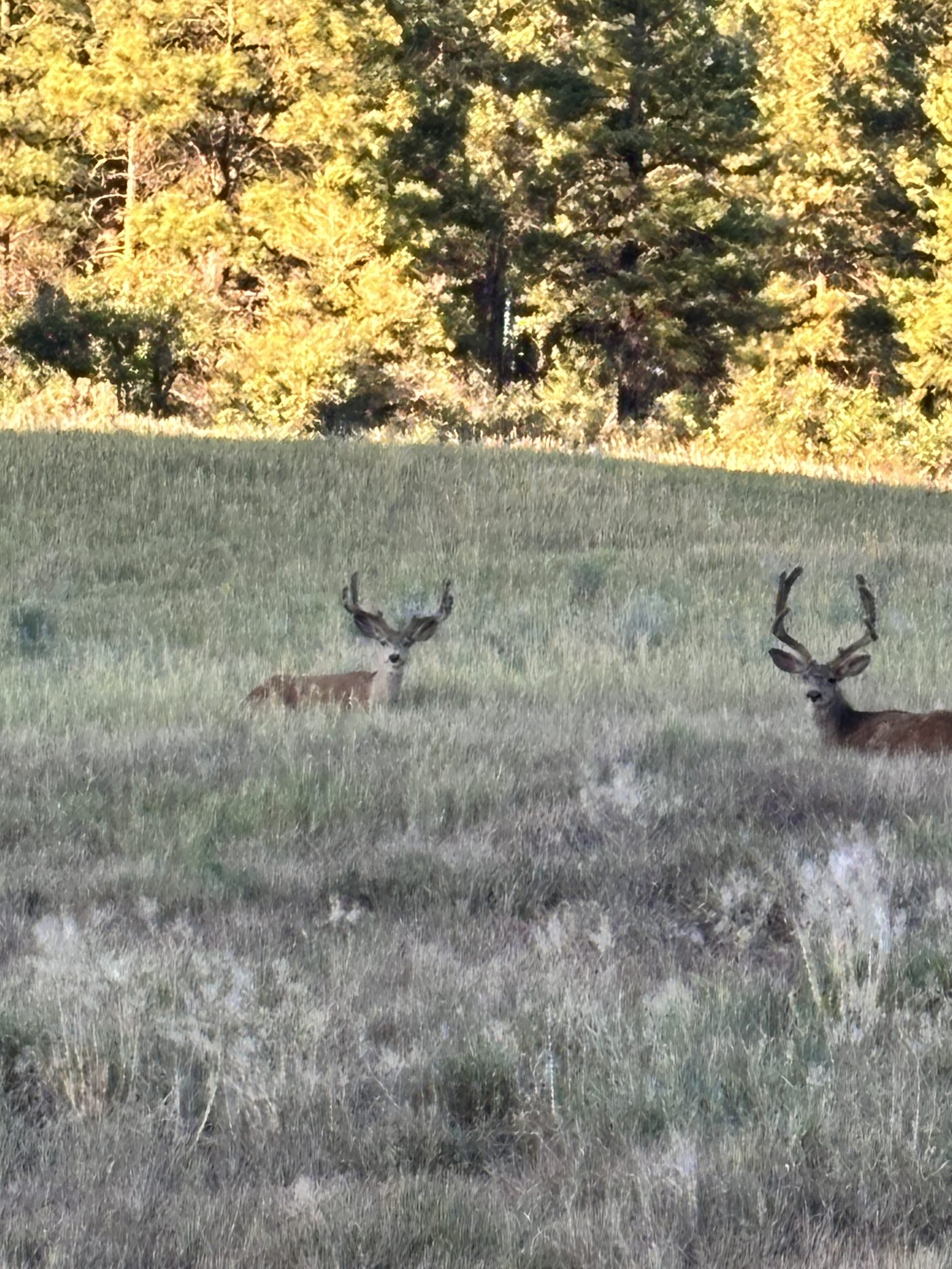 Deer in the meadow